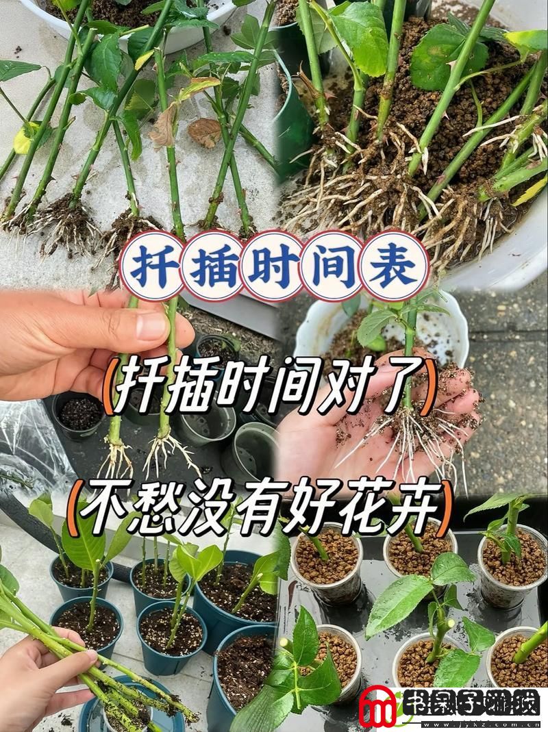 在床上的72种扦插方法
