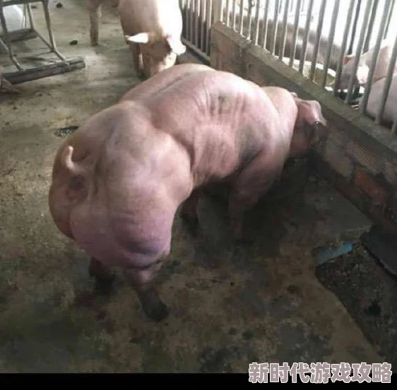 人猪又细又长像钻头一样引发科学界震惊！专家们究竟发现了什么惊人秘密